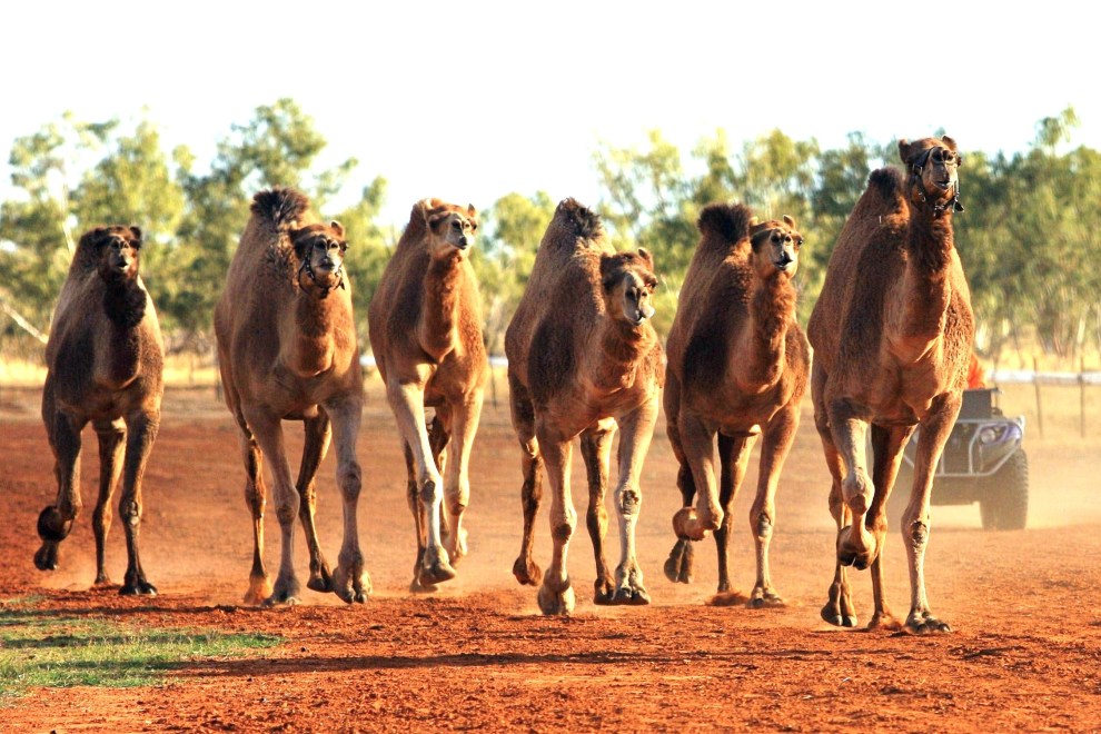 Motel Desert Sands Motel BOULIA